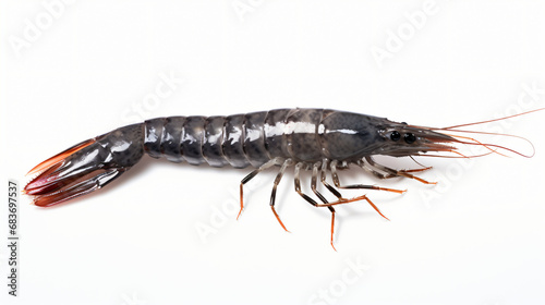 Raw black tiger shrimp