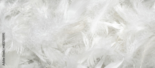 nice white duck feathers. background or texture photo