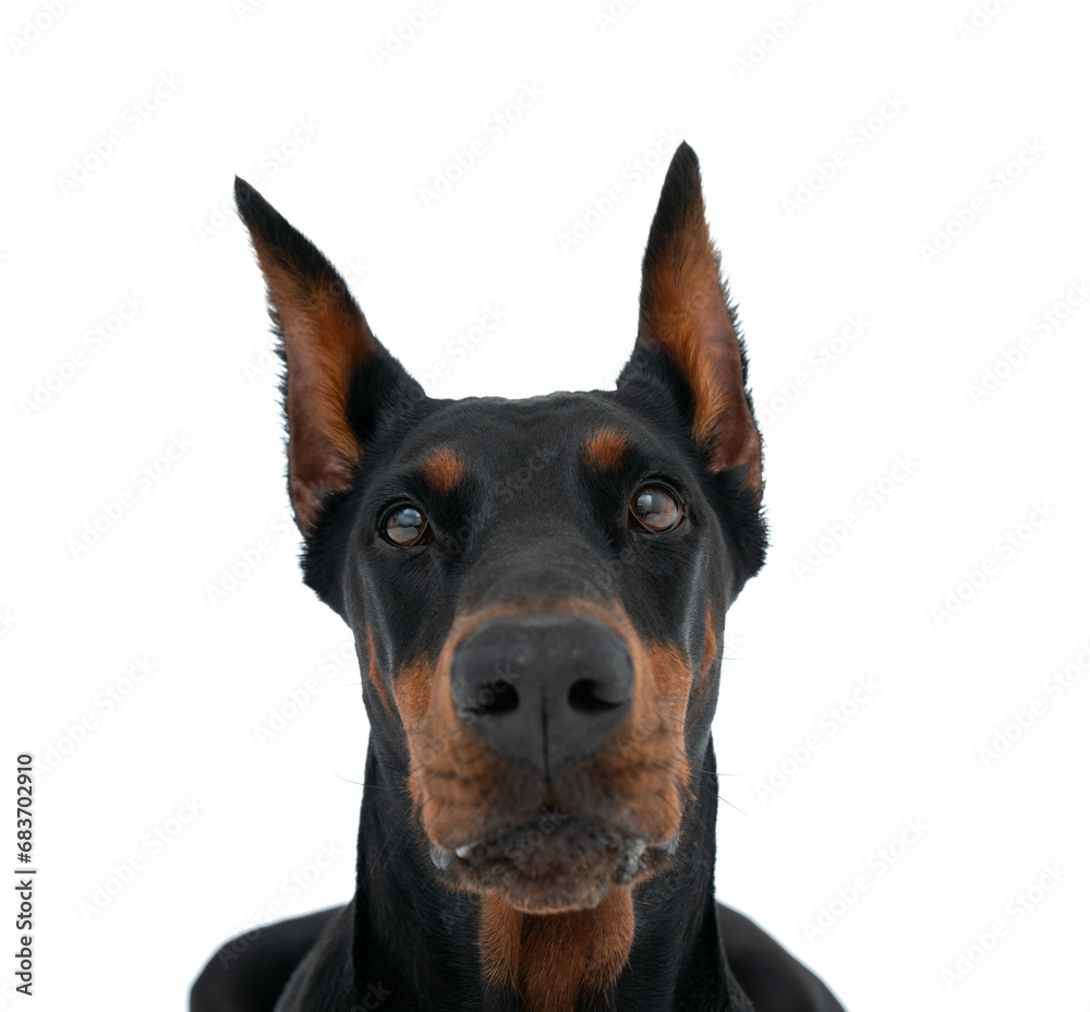 Beautiful Dobermann dog isolated over white background Beautiful Dobermann dog isolated over white background