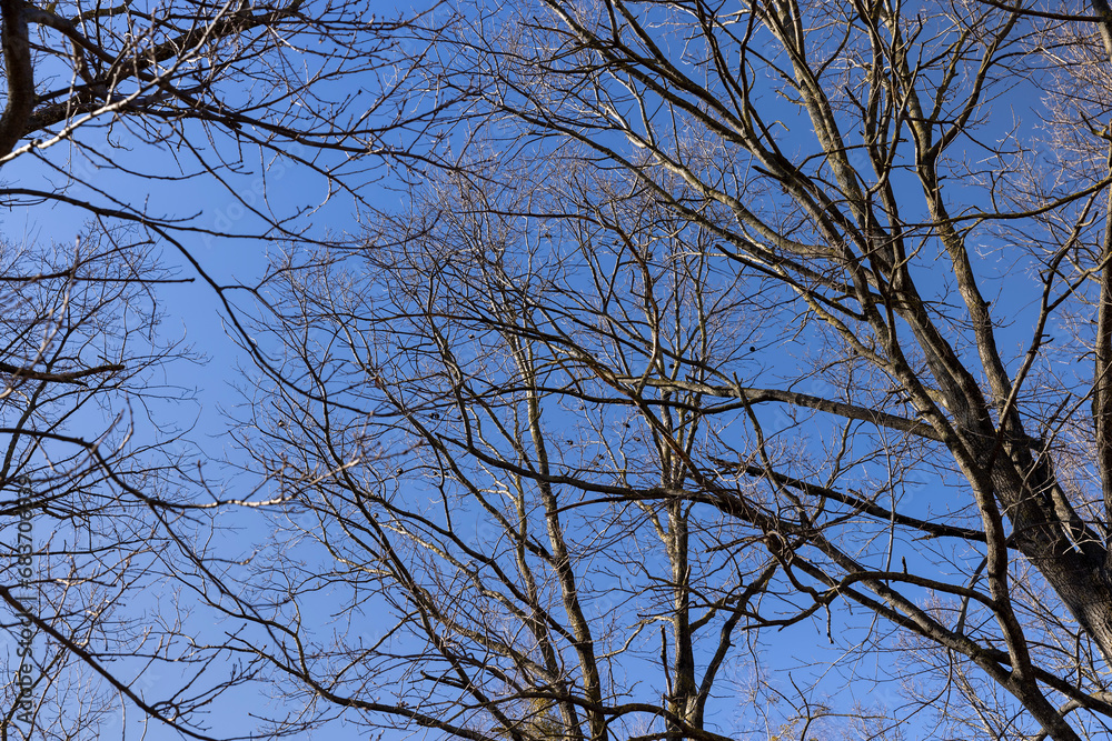 leafless trees in early spring in sunny weather leafless trees in early spring in sunny weather