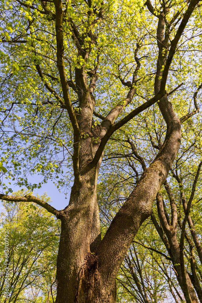 maple trees blooming in spring , close up