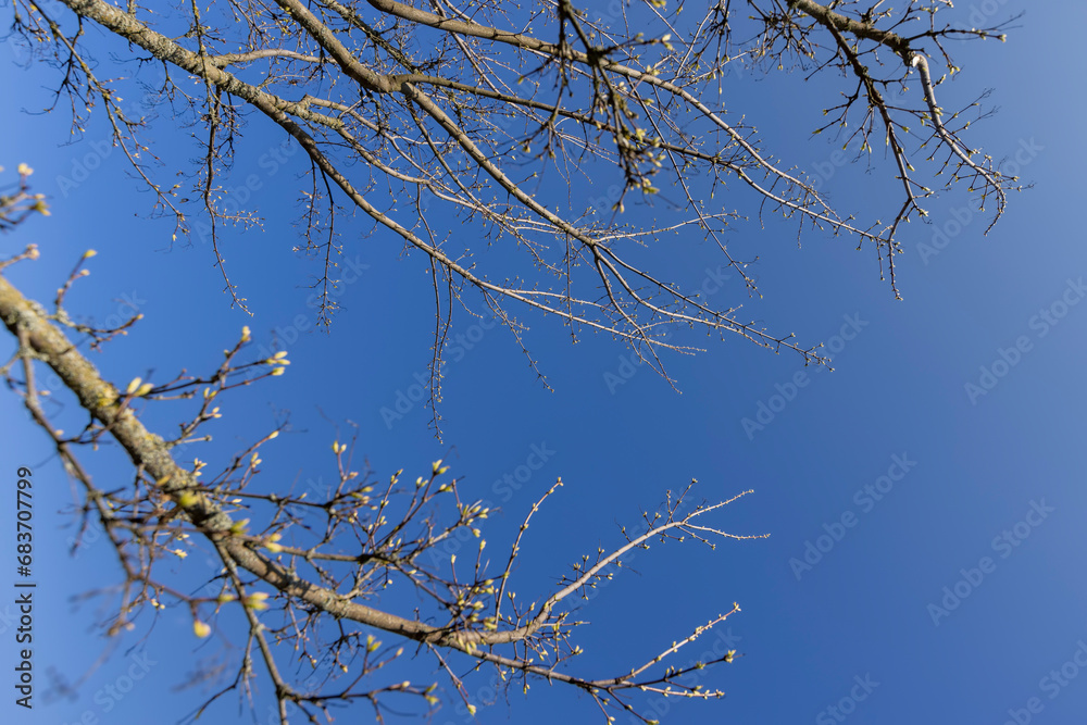 branches of the Tatar maple without foliage in the spring season branches of the Tatar maple without foliage in the spring season
