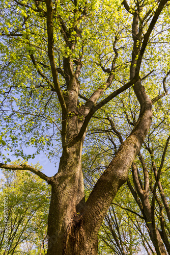 maple trees blooming in spring , close up