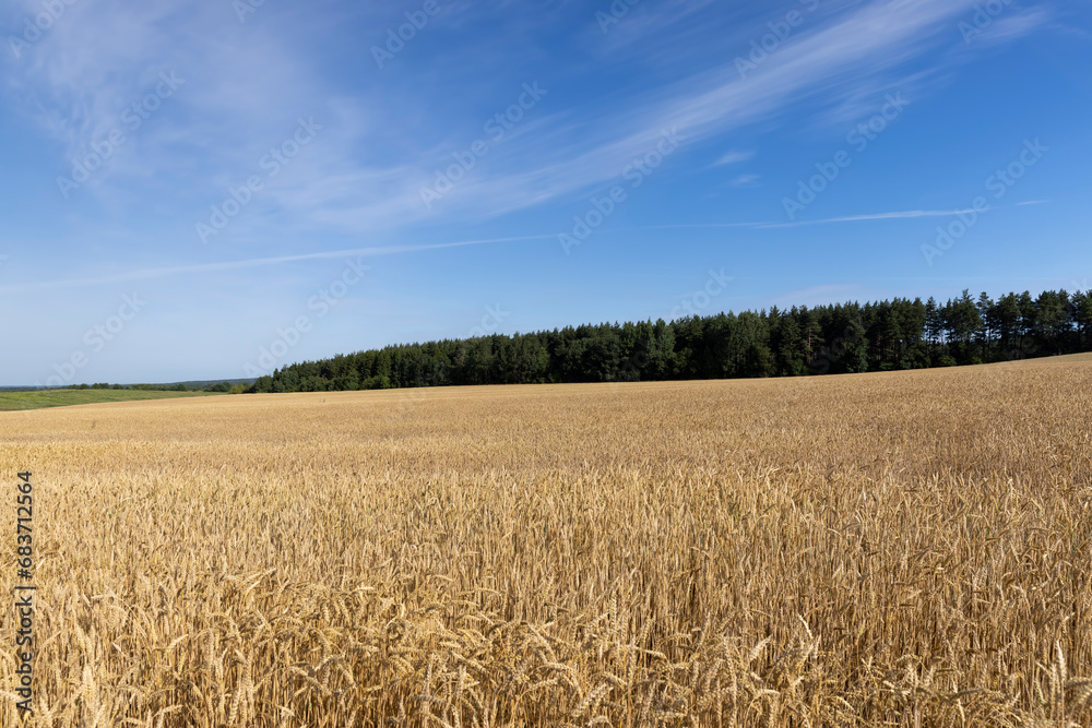 a large harvest of golden wheat in the field in summer