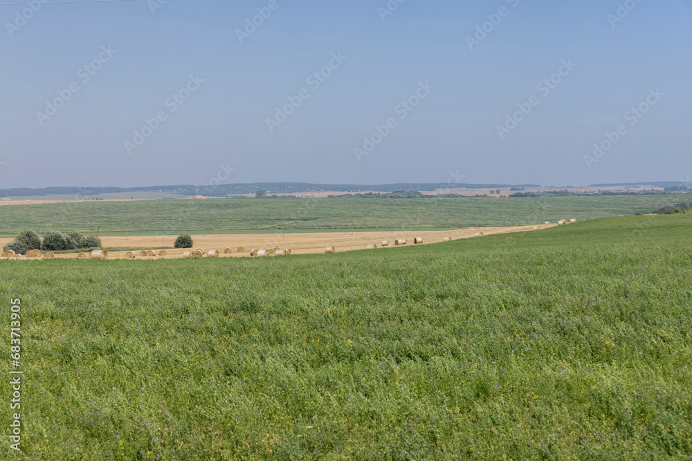 field with green grasses and plants for animal husbandry