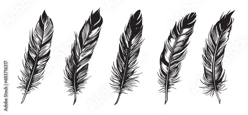Feathers hand drawn sketch style, set on white background.