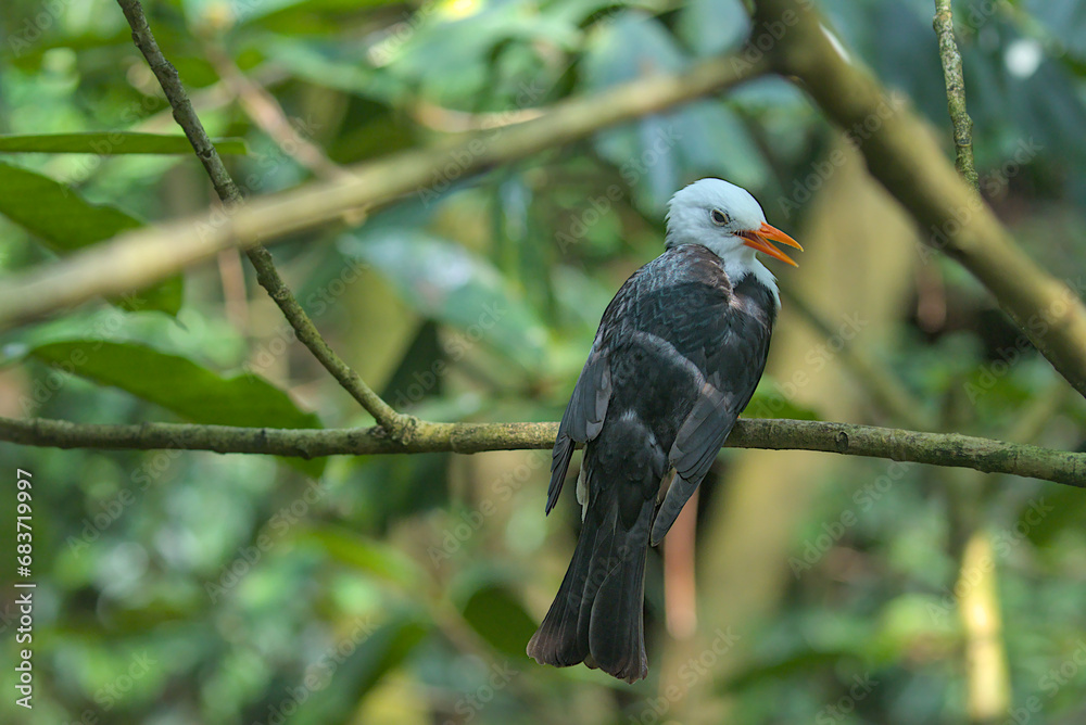 The image of the black white-headed bird Bulbul on a tree branch against the backdrop of nature. Species of passerine birds from the bulbul family. The beauty of the wild.