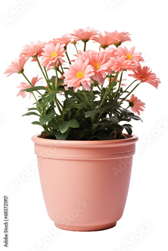 Pink gerbera in a pot isolated on transparent white background