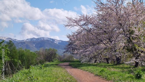 余市川桜つづみ　余市川土手の風景