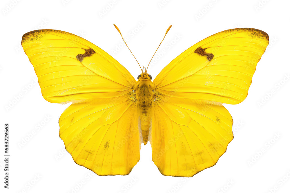 Beautiful butterfly in full body close-up portrait, flying butterfly med transparent background Beautiful butterfly in full body close-up portrait, flying butterfly med transparent background