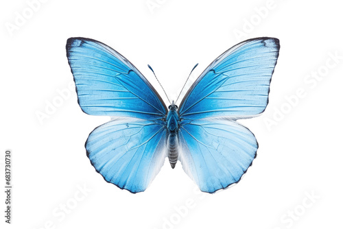 Beautiful butterfly in full body close-up portrait, flying butterfly med transparent background  © Tor Gilje