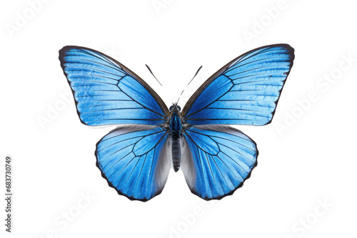 Beautiful butterfly in full body close-up portrait  flying butterfly med transparent background 