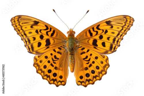 Beautiful butterfly in full body close-up portrait, flying butterfly med transparent background 