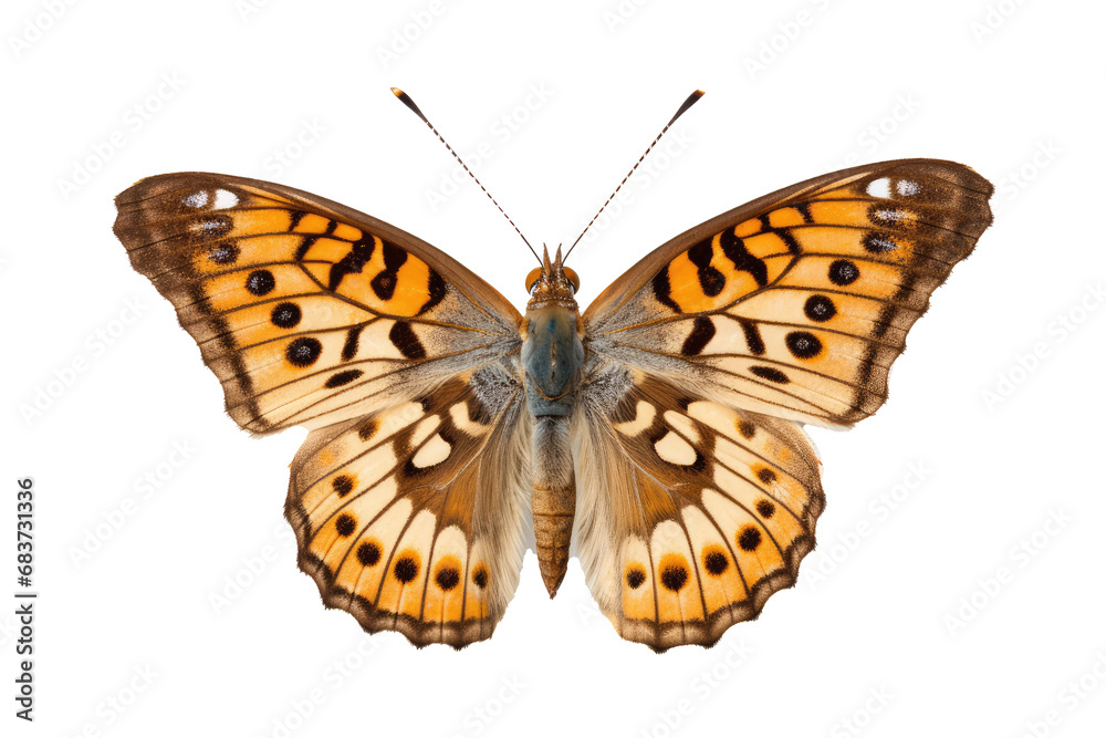 Beautiful butterfly in full body close-up portrait, flying butterfly med transparent background Beautiful butterfly in full body close-up portrait, flying butterfly med transparent background