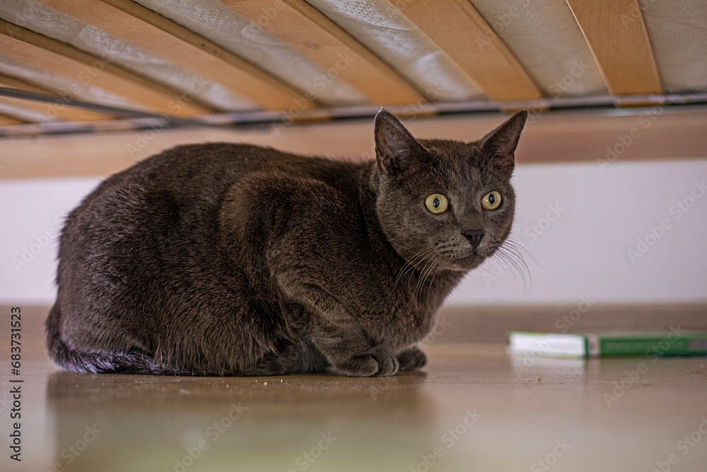 scared blue American Burmese cat hiding under the bed