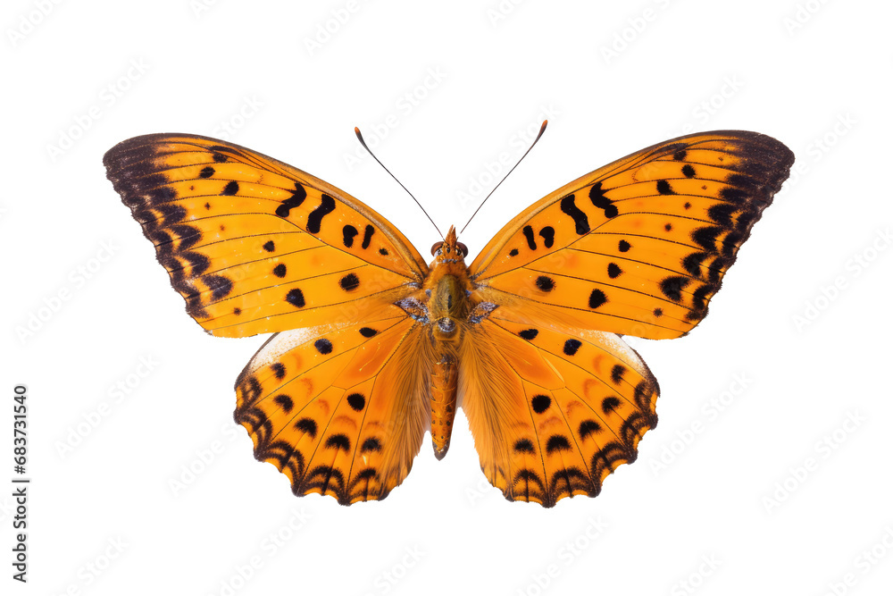 Beautiful butterfly in full body close-up portrait, flying butterfly med transparent background Beautiful butterfly in full body close-up portrait, flying butterfly med transparent background