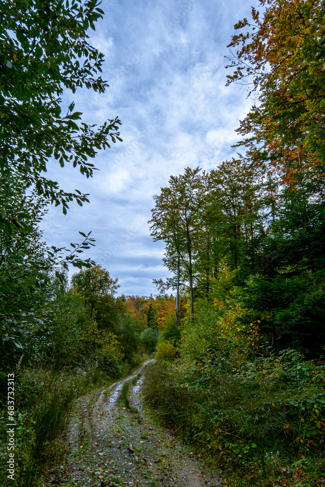 A riot of bright colors of autumn trees A riot of bright colors of autumn trees