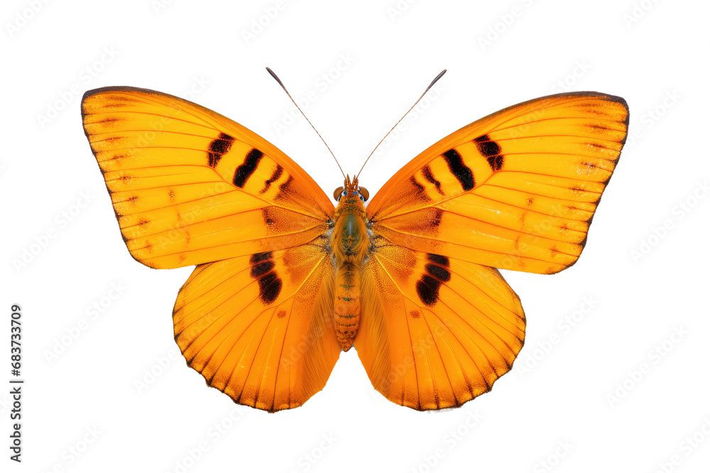 Fototapeta premium Vakker sommerfugl i nærbildeportrett av hele kroppen, flygende sommerfugl med gjennomsiktig bakgrunn 