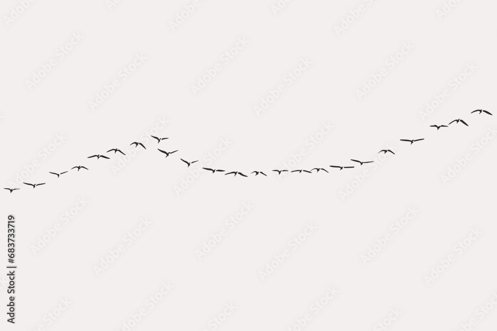 A flock of seagulls migrating flying in the sky, flock of birds. set of birds, birds in flight On grey background (vector), easy for decorating projects. - obrazy, fototapety, plakaty 