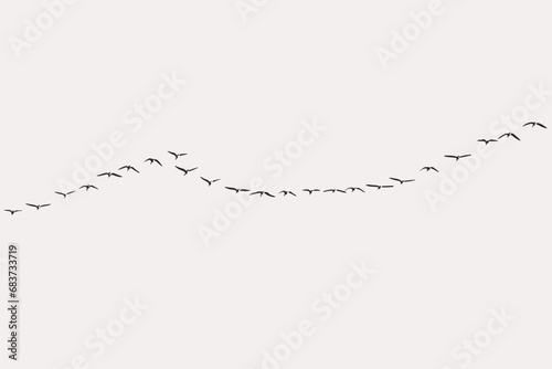 A flock of seagulls migrating flying in the sky, flock of birds. set of birds, birds in flight On grey background (vector), easy for decorating projects. photo