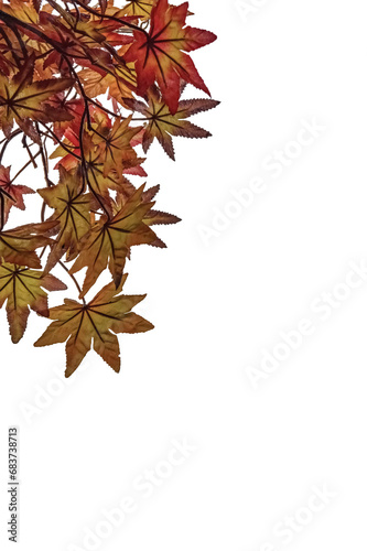 autumn maple leaves isolated on png