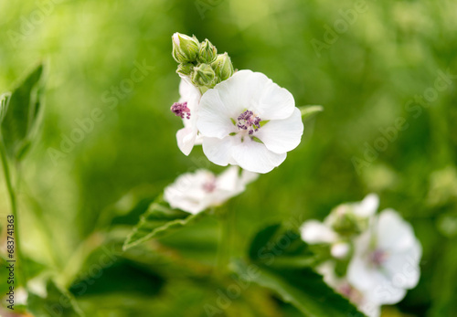 Obraz na płótnie Close-up of an Althaea officinalis in the wild