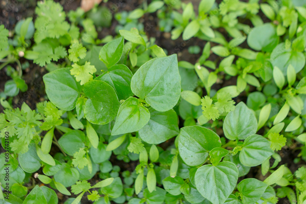 The dense foliage makes the mystery in the wild forests.The green leaves have dew drops on their stems, the sunlight sparkles behind the leaves The dense foliage makes the mystery in the wild forests.The green leaves have dew drops on their stems, the sunlight sparkles behind the leaves