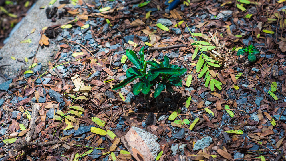 The dense foliage makes the mystery in the wild forests.The green leaves have dew drops on their stems, the sunlight sparkles behind the leaves The dense foliage makes the mystery in the wild forests.The green leaves have dew drops on their stems, the sunlight sparkles behind the leaves