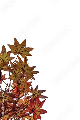 autumn maple leaves isolated on png