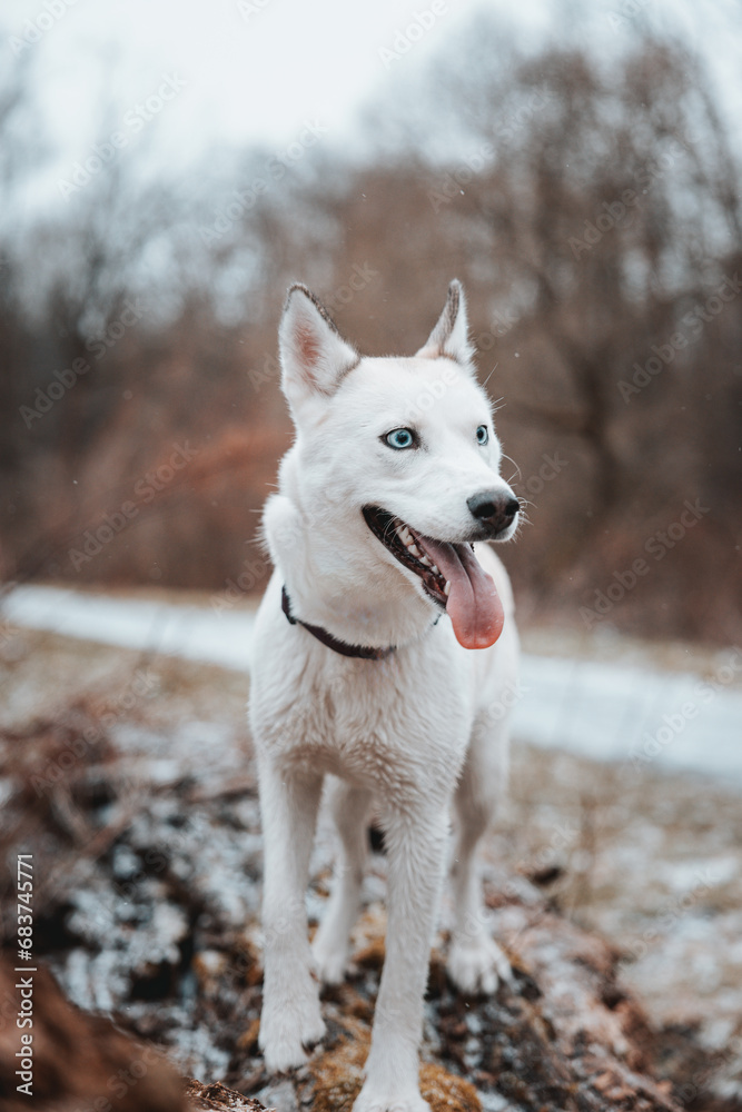 White Siberian husky princess resting on a big fallen tree and posing for the camera. Smile of female dog from nice weather. Ostrava, Czech Republic White Siberian husky princess resting on a big fallen tree and posing for the camera. Smile of female dog from nice weather. Ostrava, Czech Republic