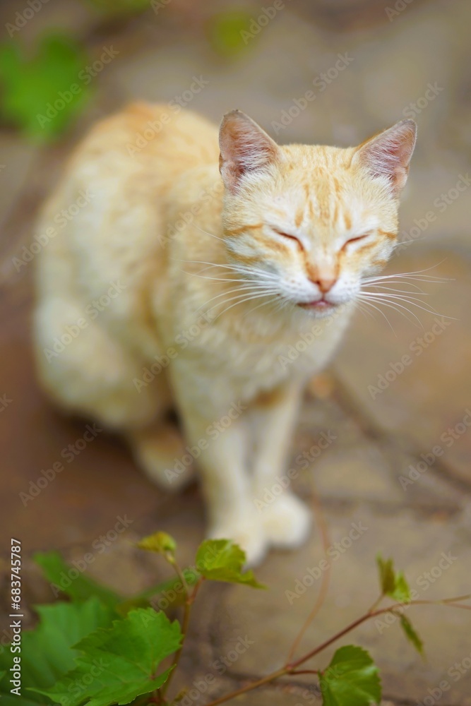 Cute relaxing ginger cat sitting near grape leaves in garden. Domestic cat portrait outdoor