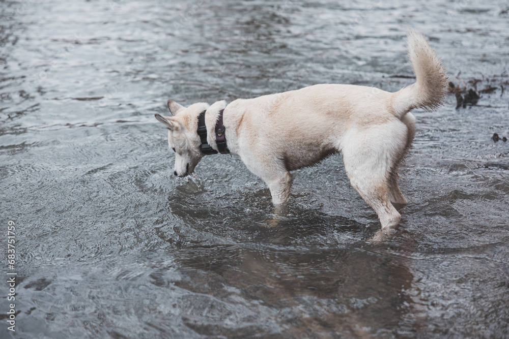 White Siberian Husky with piercing blue eyes is bathing in a cold river. Ostrava, Czech Republic White Siberian Husky with piercing blue eyes is bathing in a cold river. Ostrava, Czech Republic