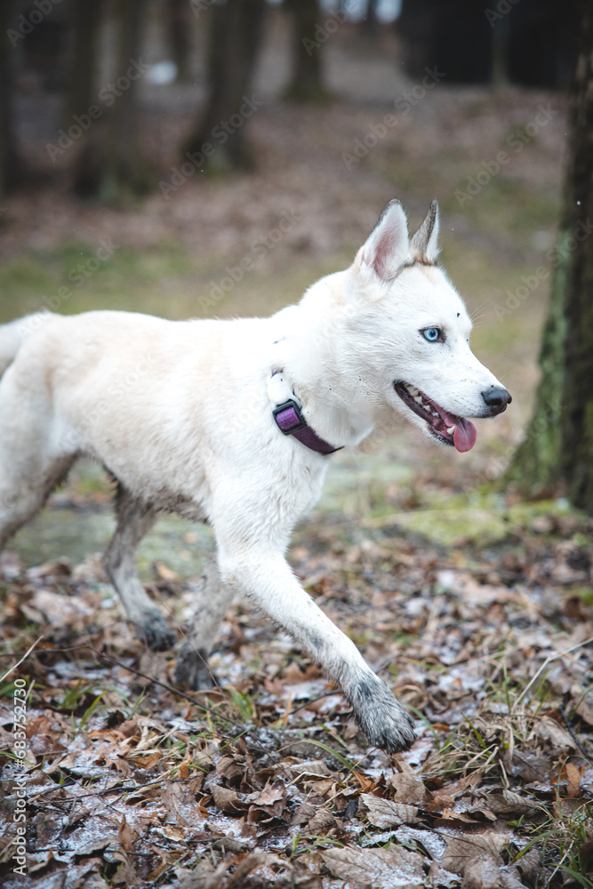 White Siberian Husky with piercing blue eyes running in the open in the woods during autumn in the morning hours. Ostrava, Czech Republic