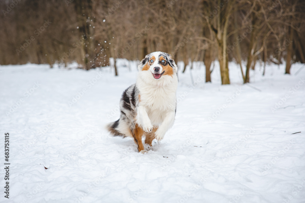 Portrait of Australian Shepherd puppy running in snow in Beskydy mountains, Czech Republic. Dog's view into the camera