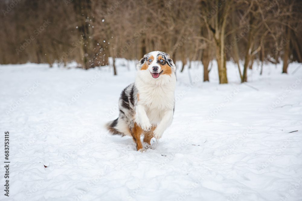 Portrait of Australian Shepherd puppy running in snow in Beskydy mountains, Czech Republic. Dog's view into the camera Portrait of Australian Shepherd puppy running in snow in Beskydy mountains, Czech Republic. Dog's view into the camera