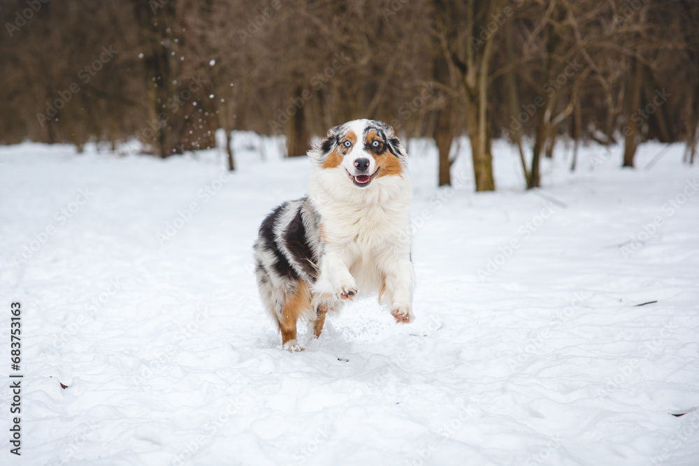 Portrait of Australian Shepherd puppy running in snow in Beskydy mountains, Czech Republic. Dog's view into the camera