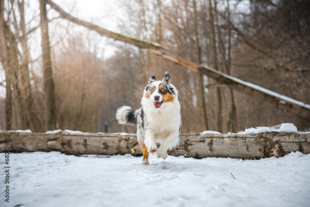 Pure happiness of an Australian Shepherd puppy jumping over a fallen tree in a snowy forest during December in the Czech Republic. Close-up of a dog jumping