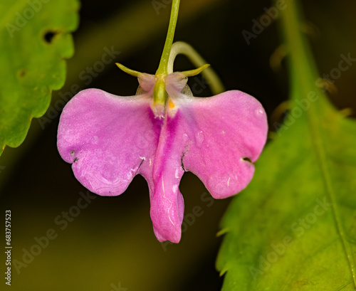 pink flower of wild balsam (aka jewelweed, touch-me-not, snapweed or patience)(impatiens hochstetteri) photo