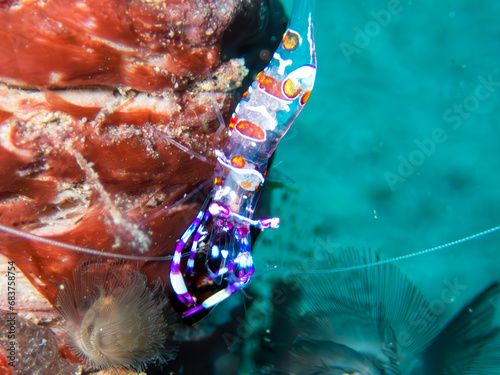 Anemone shrimp