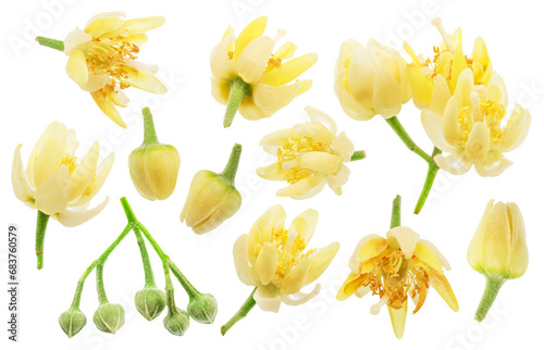Collection of linden flowers on white background. File contains clipping paths. photo