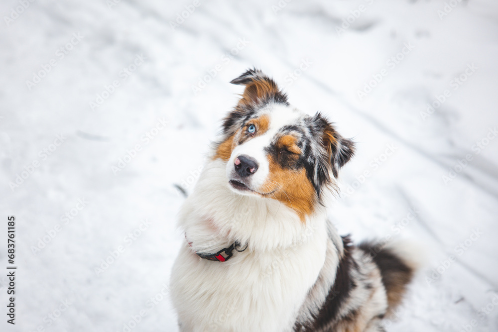 Australian Shepherd puppy winking at his master. Funny look on the dog's face. Winter environment and four-legged mammal