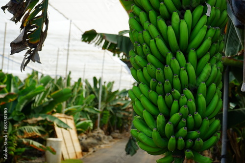 Wallpaper Mural Growing bananas in the greenhouse Torontodigital.ca