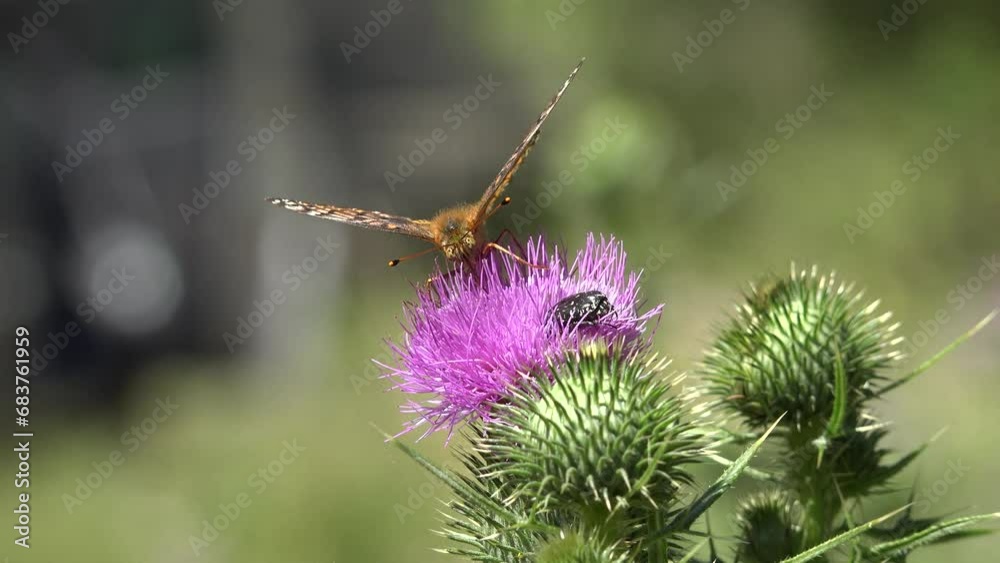 Vidéo Stock Butterfly Gathering Pollen on Thorns Flower, Flying Bee