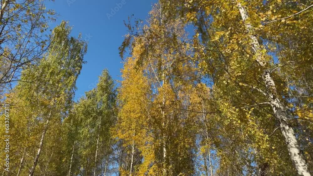 Birches tops with autumn leaves against sky in sunny day Birches tops with autumn leaves against sky in sunny day