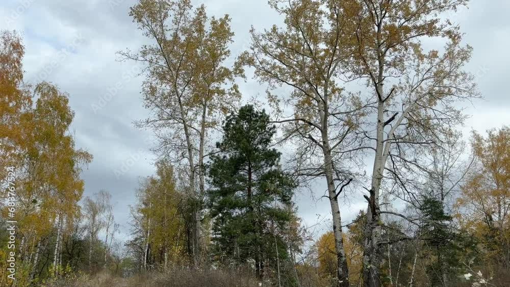 Aspens, birches and other trees in autumn forest in overcast Aspens, birches and other trees in autumn forest in overcast