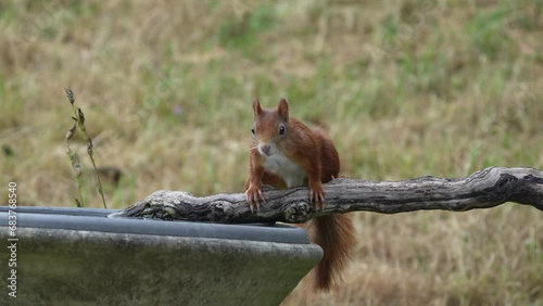 Eichhörnchen beim Trinken an einem Vogelbad