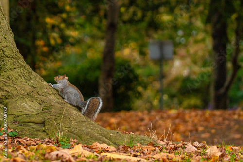 autumn leaves in the park in autumn photo