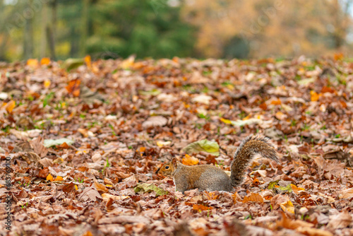squirrel on leaves in a park 