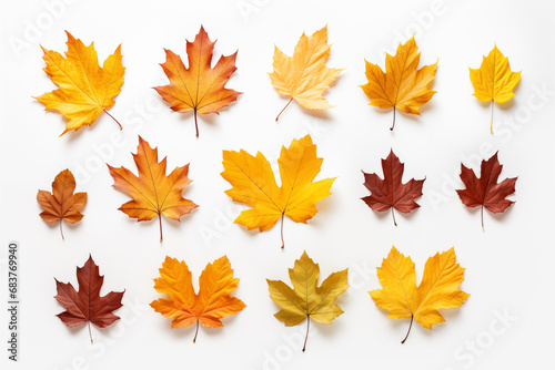 autumn leaves isolated on white © Michael