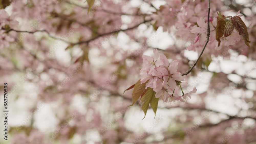 Slow motion of cherry blossom in spring closeup shot Slow motion of cherry blossom in spring closeup shot